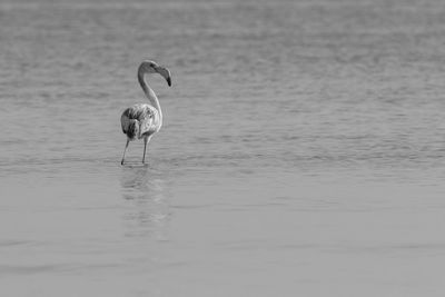 Bird in water