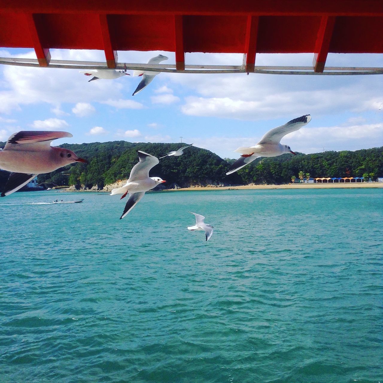 SEAGULL FLYING ABOVE SEA