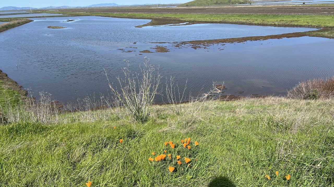 plant, wetland, water, natural environment, marsh, grass, nature, beauty in nature, prairie, land, environment, meadow, no people, landscape, tranquility, shore, grassland, scenics - nature, bog, flower, wilderness, day, pond, tranquil scene, tundra, flowering plant, reservoir, growth, outdoors, green, sky, non-urban scene, field, coast, sea, travel destinations