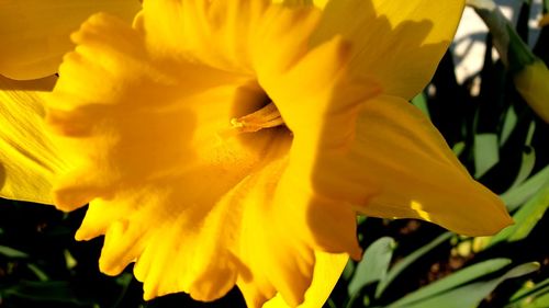 Close-up of yellow flowering plant