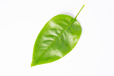 Close-up of leaf against white background