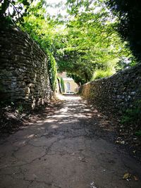 Empty road along plants