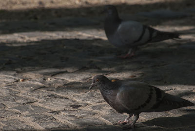 Close-up of pigeon