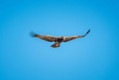 Tawny eagle soars under perfect blue sky