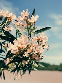 Close-up of flowering plant against sky