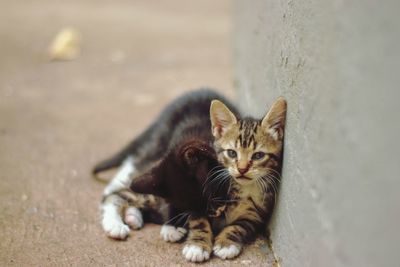 Portrait of cat relaxing outdoors