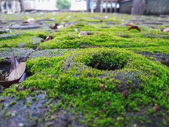 Close-up of moss growing on rock