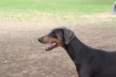 Black dog looking away on field