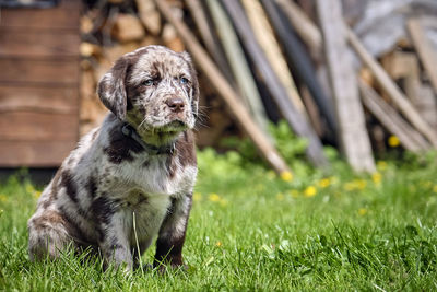 Dog looking away on field