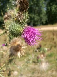 Close-up of thistle flower on field