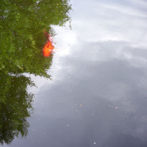 High angle view of swimming in lake