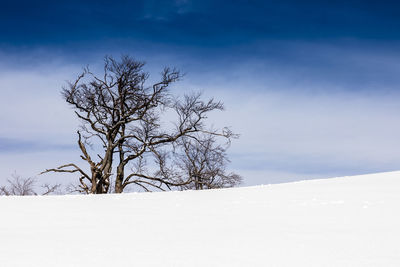 Bare tree on snow covered landscape against sky