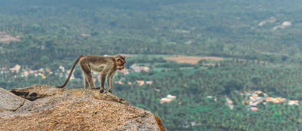 Monkey on rock