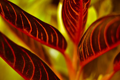 Close-up of red leaves