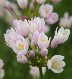 Close-up of flowers