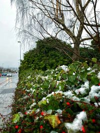 Scenic view of snow covered plants against sky