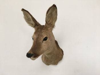 Close-up of deer against white background