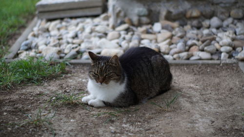 Cat resting on field