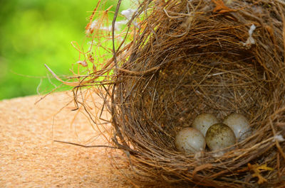 Close-up of animal eggs in nest