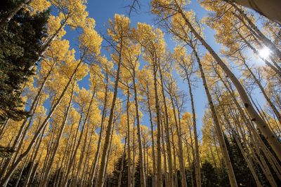 Low angle view of bamboo trees in forest during autumn