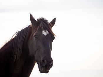 Horse standing against clear sky