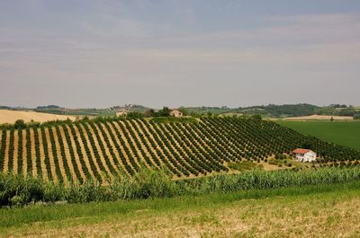 Scenic view of agricultural field against sky