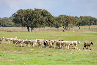 Horses in a field