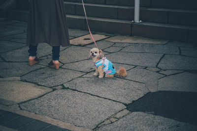 High angle view of dog walking on footpath