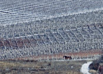 View of sheep on field
