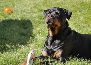 Dog relaxing on grassy field