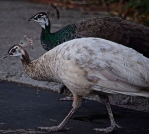 Side view of a duck