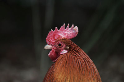 Close-up of rooster