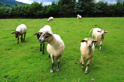 Sheep on a field