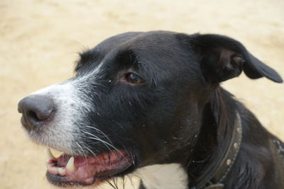 Close-up of dog looking away