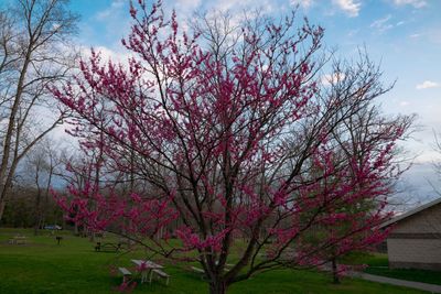 Pink flower tree against sky