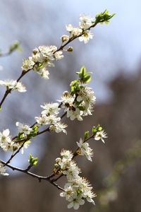 Close-up of white cherry blossoms in spring