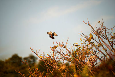 Bird flying in the sky