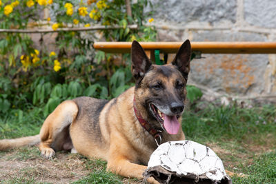 A sheepdog and a broken ball