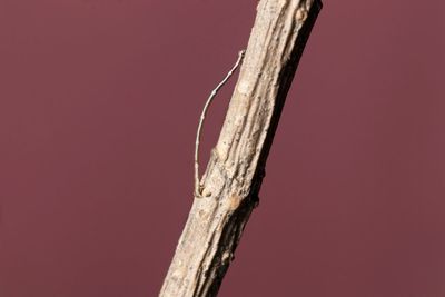 Close-up of tree trunk against red background