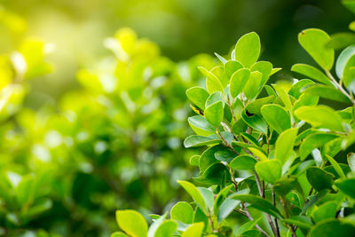 Close-up of fresh green plant