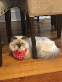 Portrait of cat under chair at home