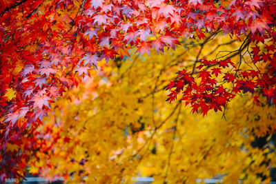 Close-up of maple tree in park during autumn