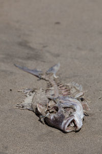 Close-up of animal skull on sand at beach