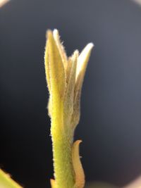 Close-up of yellow flower against black background