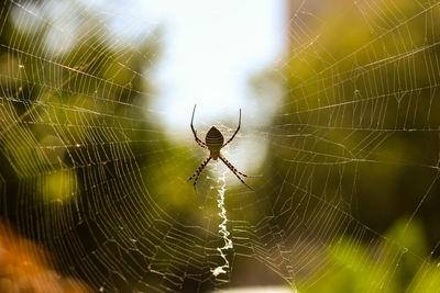 Close-up of spider on web