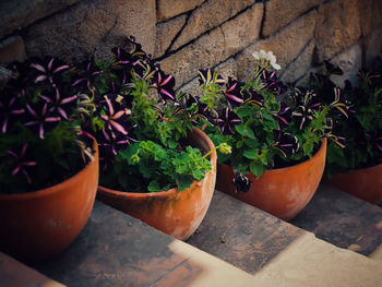 Close-up of potted plant