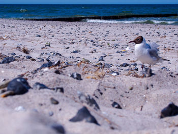 Flock of seagulls on beach