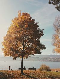 Tree by lake against sky during autumn