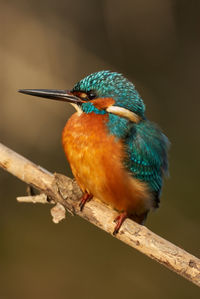 Close-up of bird perching on branch