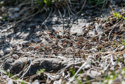 Close-up of dried plant on field